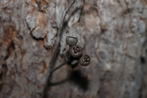 Eucalyptus acmenoides observed 2026-09-01