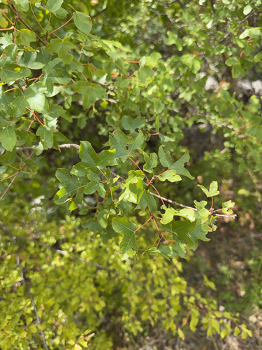 Montpellier Maple