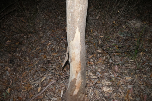 Eucalyptus propinqua, photograph 2