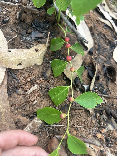 Breynia cernua observed 2026-09-02
