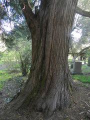 Cupressus bakeri