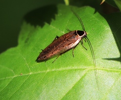 Ectobius erythronotus
