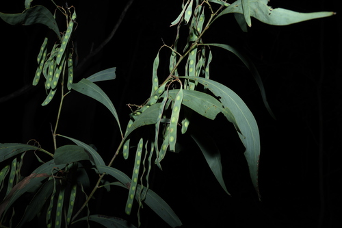 Acacia falcata, photograph 4