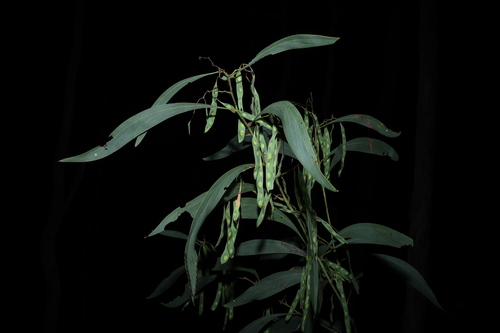 Acacia falcata, photograph 5