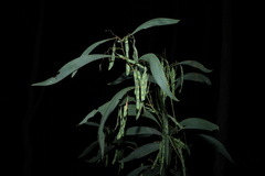 (c) Greg Tasney, some rights reserved (CC BY-SA) Acacia falcata, photograph (c) Greg Tasney, some rights reserved (CC BY-SA)