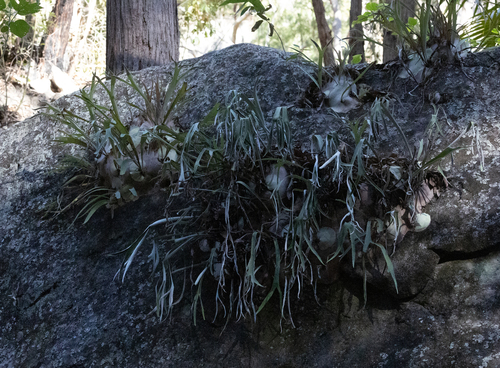 Platycerium veitchii, 2026-09-01
