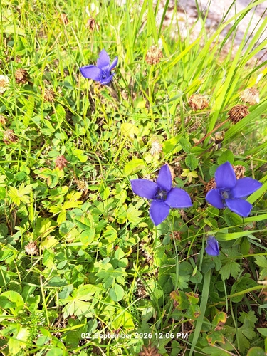 Fringe-flowered Gentian
