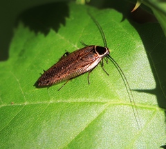 Ectobius erythronotus