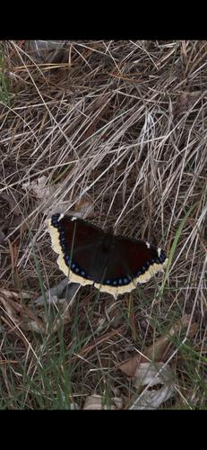 Mourning Cloak