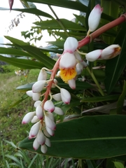 Alpinia zerumbet