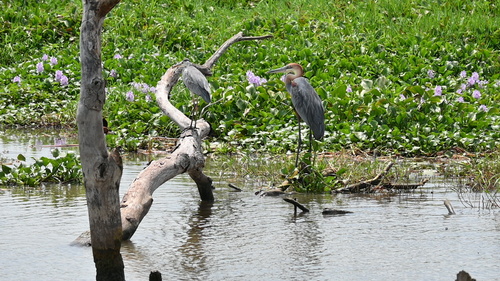iNaturalist image