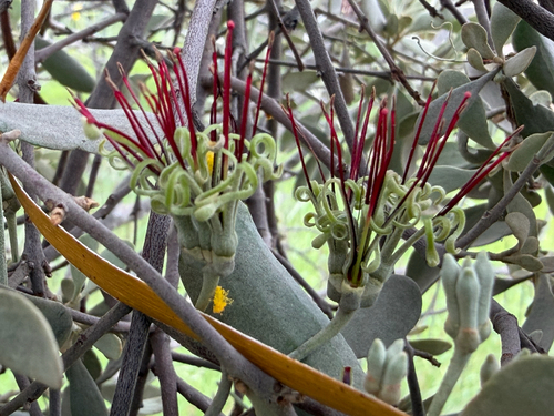 Amyema fitzgeraldii (Amyema fitzgeraldii)