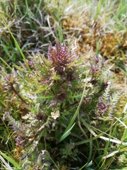 Pedicularis palustris