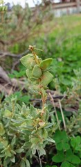 Atriplex vesicaria