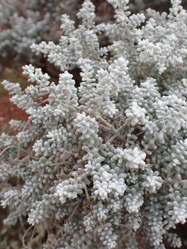 Maireana sedifolia