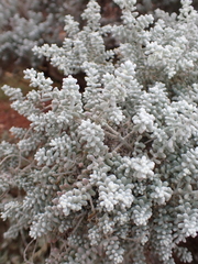 Maireana sedifolia
