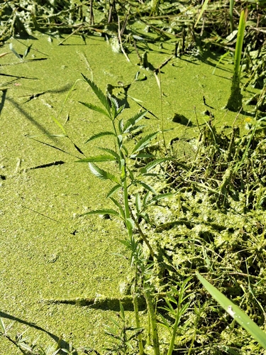 Cowbane