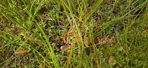 bog cranberry