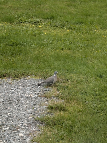 Common Wood-Pigeon