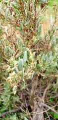 Atriplex vesicaria