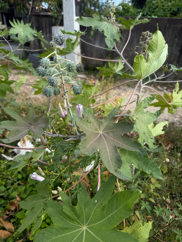 castor bean