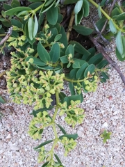 Euphorbia atoto