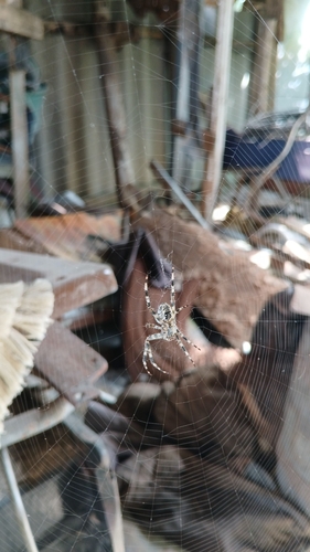 Cross Orbweaver