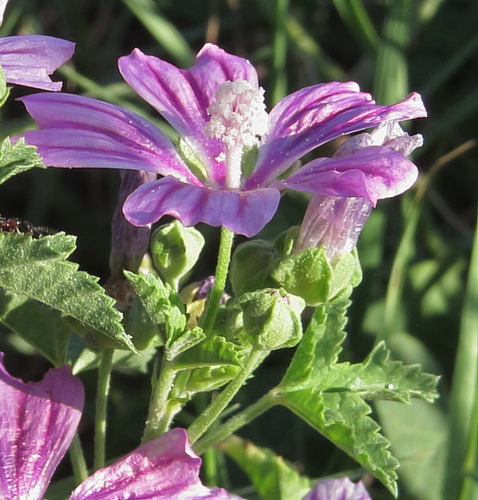 Malva sylvestris