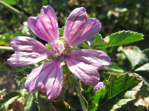 Malva sylvestris