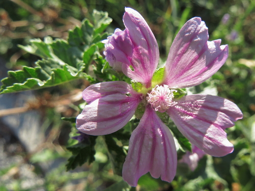 Malva sylvestris