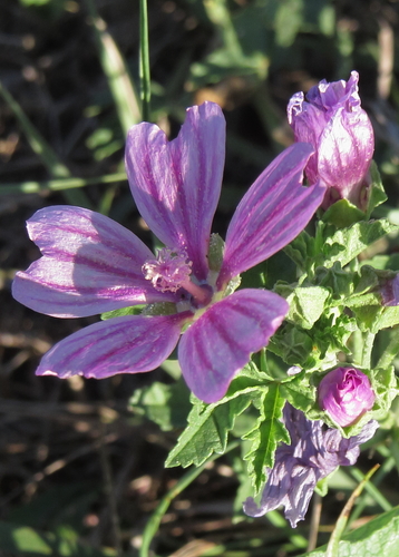 Malva sylvestris