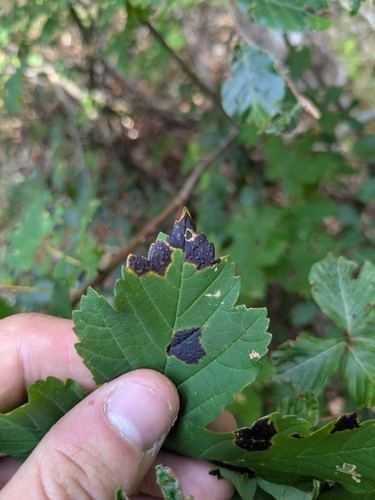 Black Tar Spot