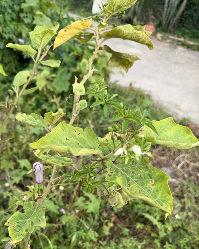 Turkey Berry