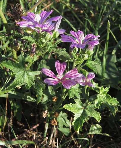 Malva sylvestris