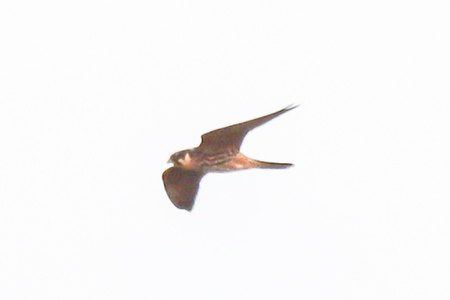 Eurasian Hobby