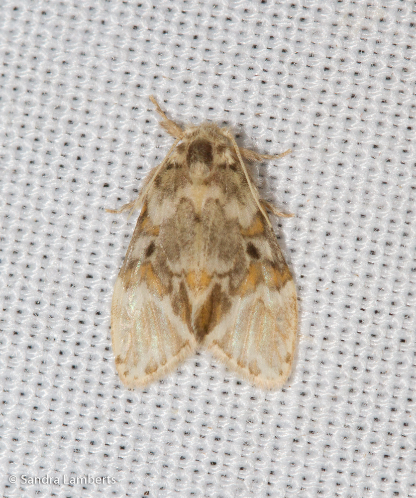 Nudaria plagiata