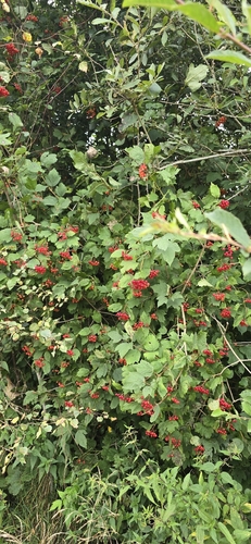 guelder-rose