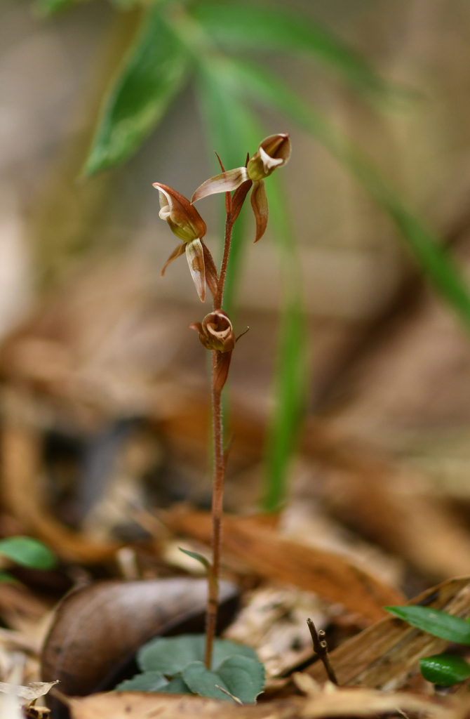 Goodyera viridiflora (Goodyera viridiflora)