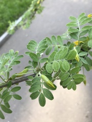 Caragana arborescens