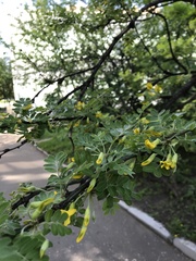 Caragana arborescens
