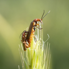 Rhagonycha nigritarsis