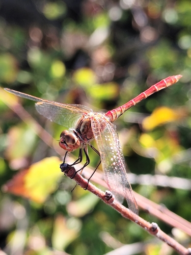 Southern Darter