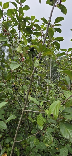 alder buckthorn