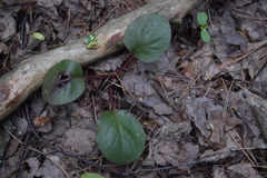 Pyrola rotundifolia