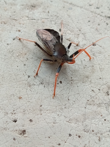 Arilus carinatus