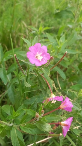 Great Willowherb