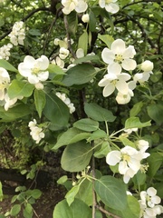 Malus domestica