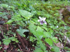Viola arcuata
