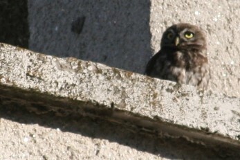 Little Owl
