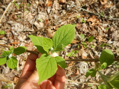 Hydrangea cinerea